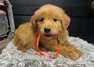 AKC Orange – Golden Retriever puppy for sale in Pheba, MS