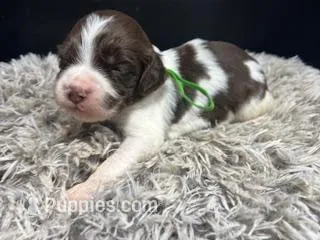 AKC Tip – Brittany puppy for sale in Pheba, MS