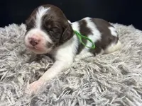 AKC Tip, a male Brittany for sale in Pheba, MS – Photo 1 of 2