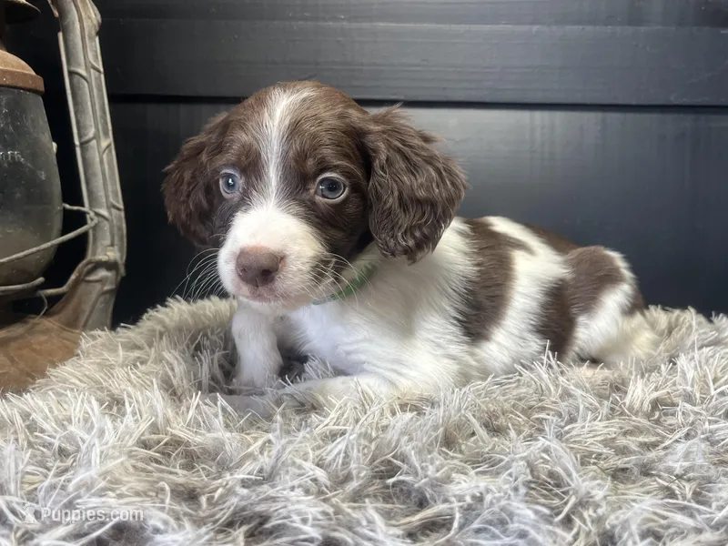 AKC Tip – Brittany puppy for sale in Pheba, MS