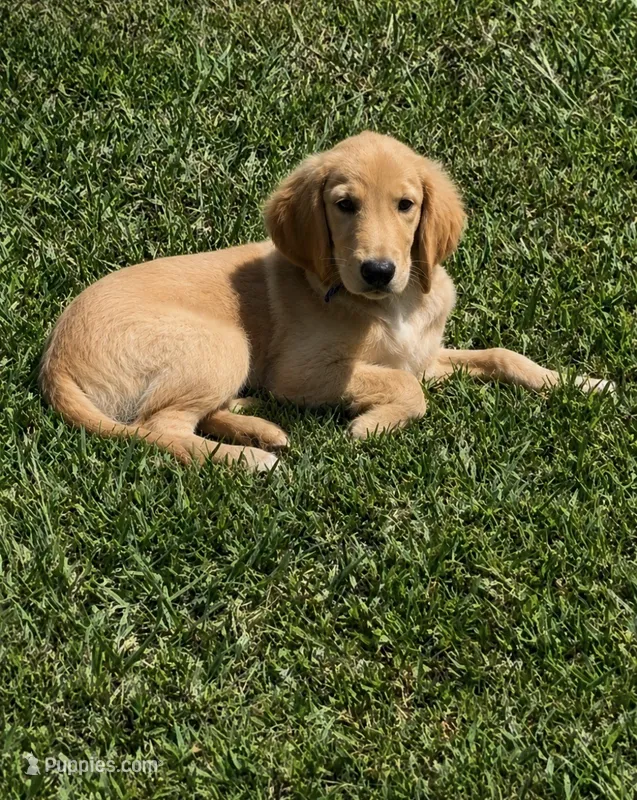 AKC LUZ – Golden Retriever puppy for sale in Pheba, MS