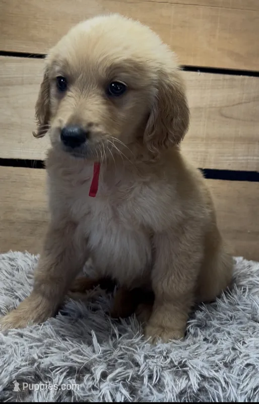 AKC Archie – Golden Retriever puppy for sale in Pheba, MS