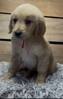 AKC Archie, a male Golden Retriever for sale in Pheba, MS – 1 of 1