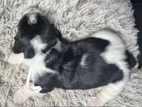 AKC Lizzy , a female Basset Hound for sale in Pheba, MS – Photo 2 of 2