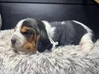 AKC Lizzy , a female Basset Hound for sale in Pheba, MS – Photo 1 of 2