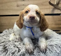 AKC Blue, a male Brittany for sale in Pheba, MS – 1 of 2
