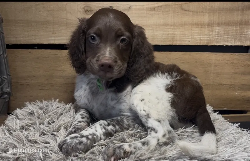 AKC Green – Brittany puppy for sale in Pheba, MS