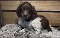 AKC Green, a male Brittany for sale in Pheba, MS – 1 of 2