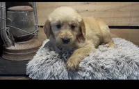 AKC Orange , a male Golden Retriever for sale in Pheba, MS – 1 of 2