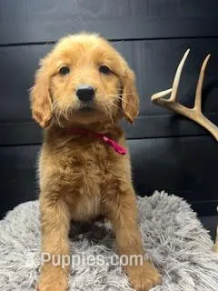 AKC May  – Golden Retriever puppy for sale in Pheba, MS