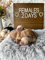 AKC Golden retriever, a female Golden Retriever for sale in Pheba, MS – Photo 3 of 3