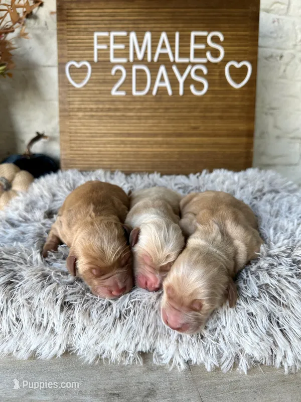 AKC Golden retriever