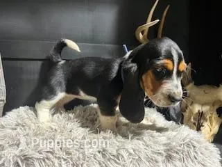 AKC Lucy – Basset Hound puppy for sale in Pheba, MS