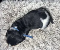 AKC Lucy, a female Basset Hound for sale in Pheba, MS – Photo 2 of 2