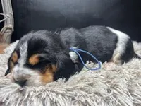 AKC Lucy, a female Basset Hound for sale in Pheba, MS – Photo 1 of 2