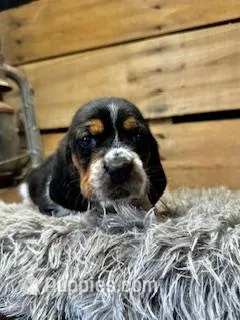 AKC Green – Basset Hound puppy for sale in Pheba, MS