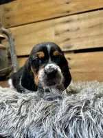 AKC Green, a male Basset Hound for sale in Pheba, MS – 1 of 2