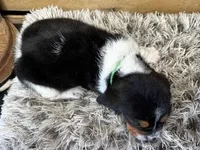 AKC Green, a male Basset Hound for sale in Pheba, MS – 2 of 2