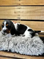 AKC Orange, a male Basset Hound for sale in Pheba, MS – 2 of 2