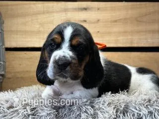 AKC Orange – Basset Hound puppy for sale in Pheba, MS