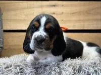 AKC Orange, a male Basset Hound for sale in Pheba, MS – 1 of 2