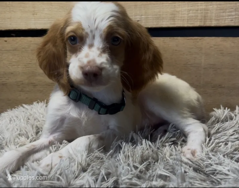 AKC Burt  – Brittany puppy for sale in Pheba, MS