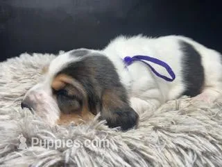 AKC Lily – Basset Hound puppy for sale in Pheba, MS