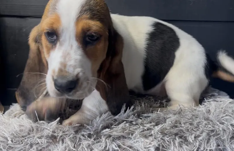 AKC Lily – Basset Hound puppy for sale in Pheba, MS