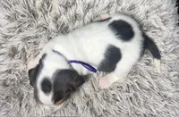 AKC Lily, a female Basset Hound for sale in Pheba, MS – Photo 2 of 3