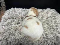 AKC Browny, a male Brittany for sale in Pheba, MS – Photo 2 of 2