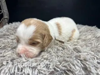 AKC Browny – Brittany puppy for sale in Pheba, MS