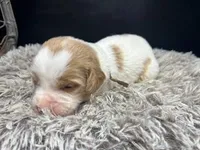 AKC Browny, a male Brittany for sale in Pheba, MS – Photo 1 of 2