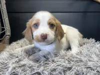 AKC Browny, a male Brittany for sale in Pheba, MS – 1 of 3