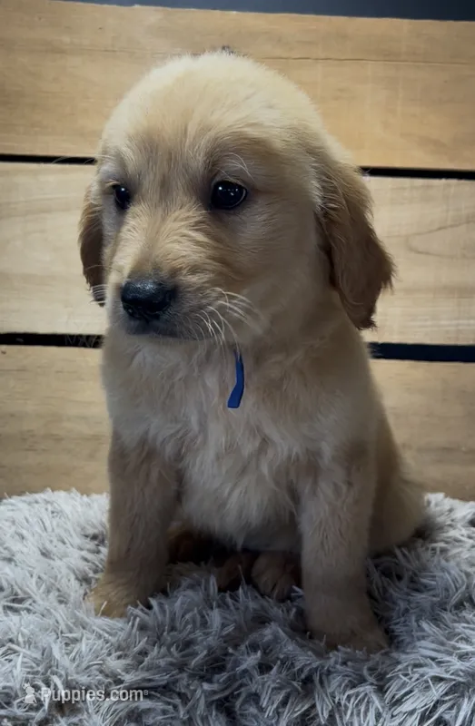 AKC Milo  – Golden Retriever puppy for sale in Pheba, MS