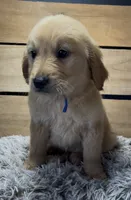 AKC Milo , a male Golden Retriever for sale in Pheba, MS – 1 of 1