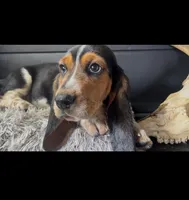 AKC Donny, a male Basset Hound for sale in Pheba, MS – Photo 2 of 6