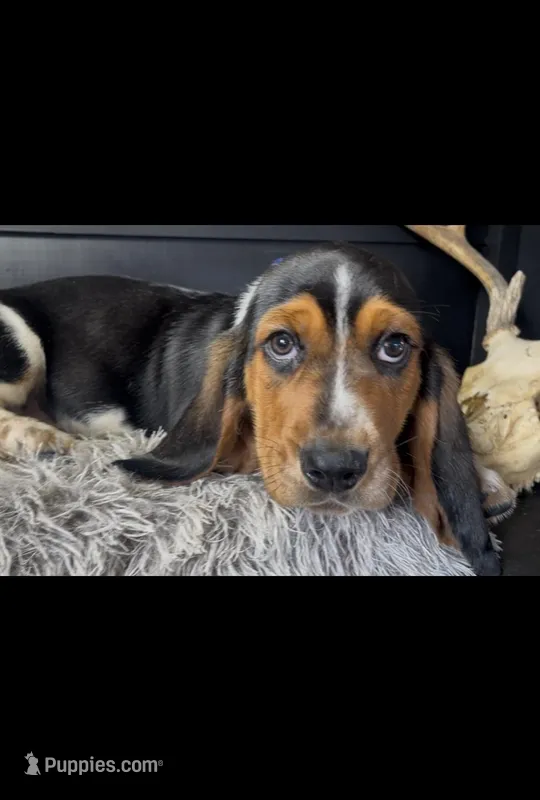 AKC Donny, a male Basset Hound for sale in Pheba, MS – Photo 1 of 6