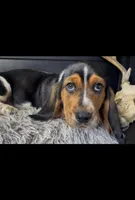 AKC Donny, a male Basset Hound for sale in Pheba, MS – Photo 1 of 6