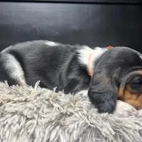 AKC Donny, a male Basset Hound for sale in Pheba, MS – Photo 5 of 6