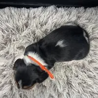 AKC Donny, a male Basset Hound for sale in Pheba, MS – Photo 6 of 6