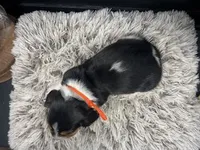 AKC Donny, a male Basset Hound for sale in Pheba, MS – Photo 3 of 3