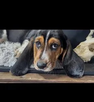 AKC Donny, a male Basset Hound for sale in Pheba, MS – Photo 3 of 6