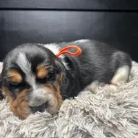 AKC Donny, a male Basset Hound for sale in Pheba, MS – Photo 4 of 6