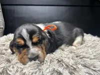 AKC Donny, a male Basset Hound for sale in Pheba, MS – Photo 1 of 3