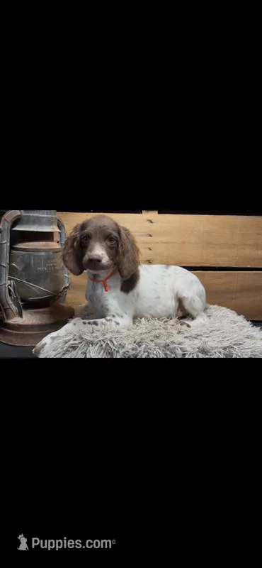 AKC Blue  – Brittany puppy for sale in Pheba, MS