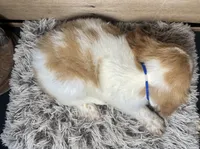 AKC Blue, a male Brittany for sale in Pheba, MS – 2 of 2
