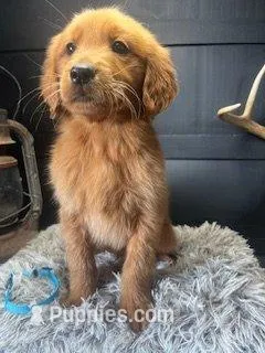 AKC Chex – Golden Retriever puppy for sale in Pheba, MS