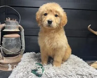 AKC Hunter – Golden Retriever puppy for sale in Pheba, MS