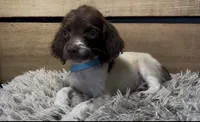 AKC Blue , a male Brittany for sale in Pheba, MS – 1 of 1