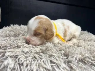 AKC Champ – Brittany puppy for sale in Pheba, MS